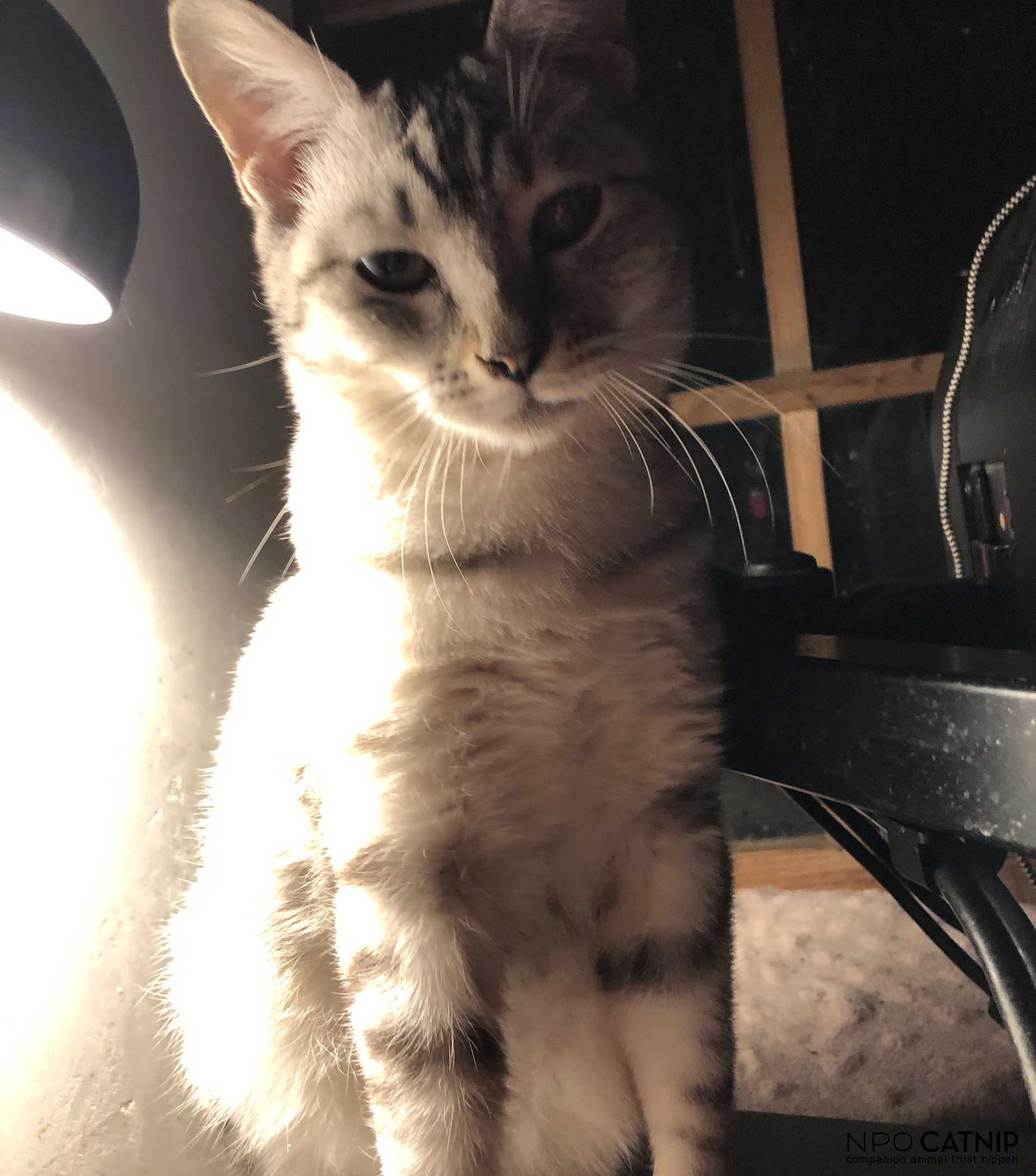 npo catnip : Lady Grey