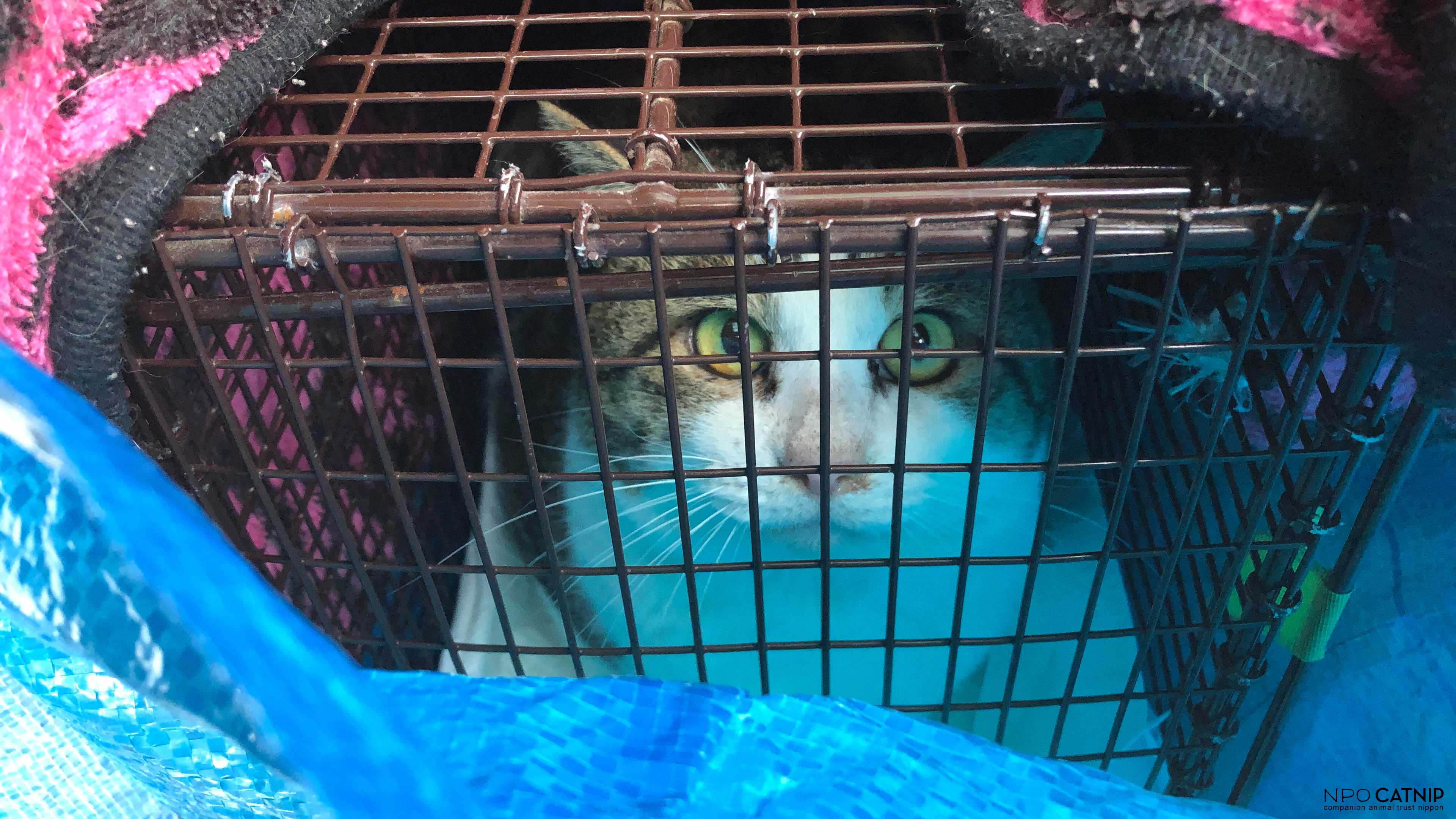 npo catnip Cumulusくん