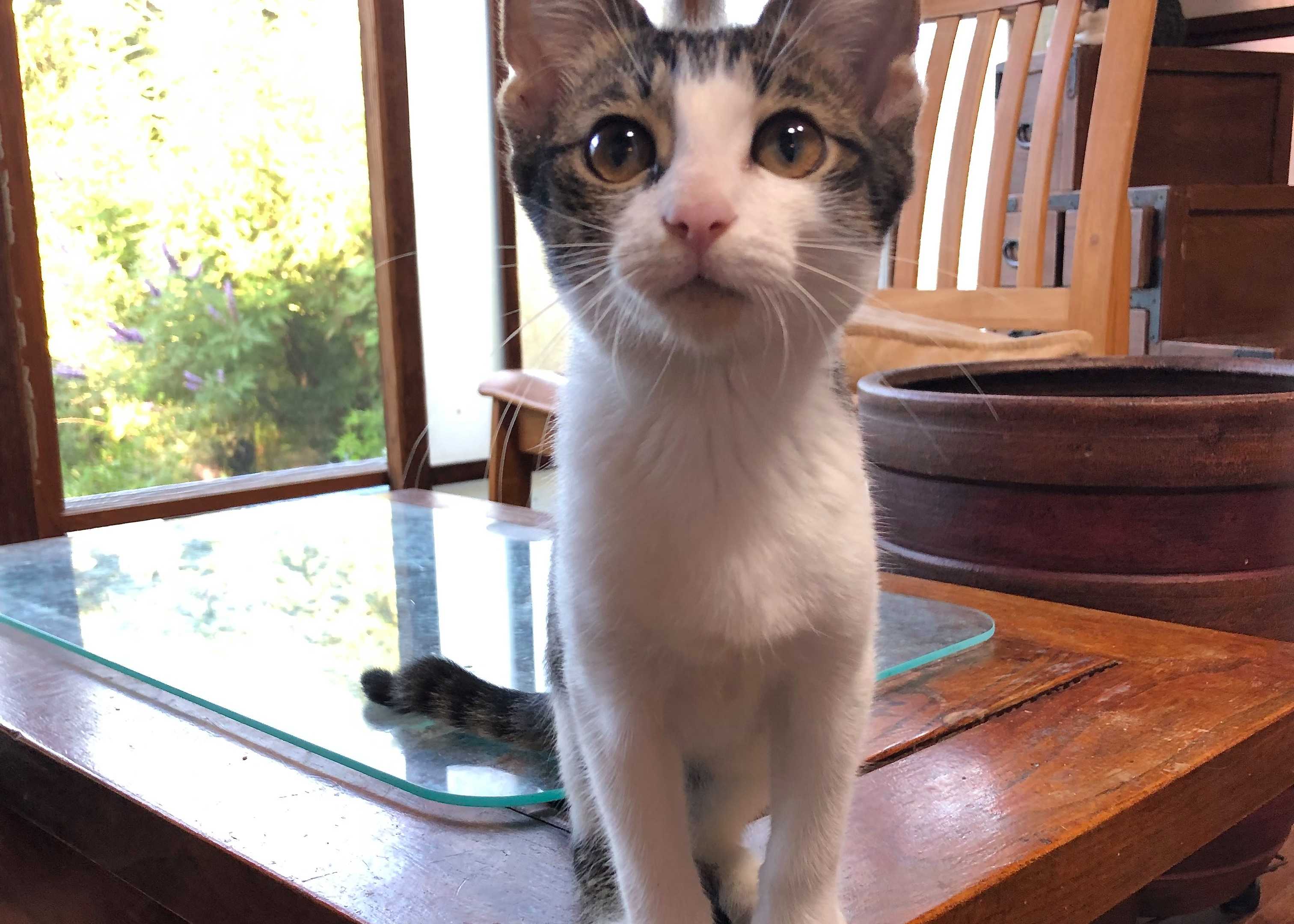 npo catnip : ヴィヴァーチェくん