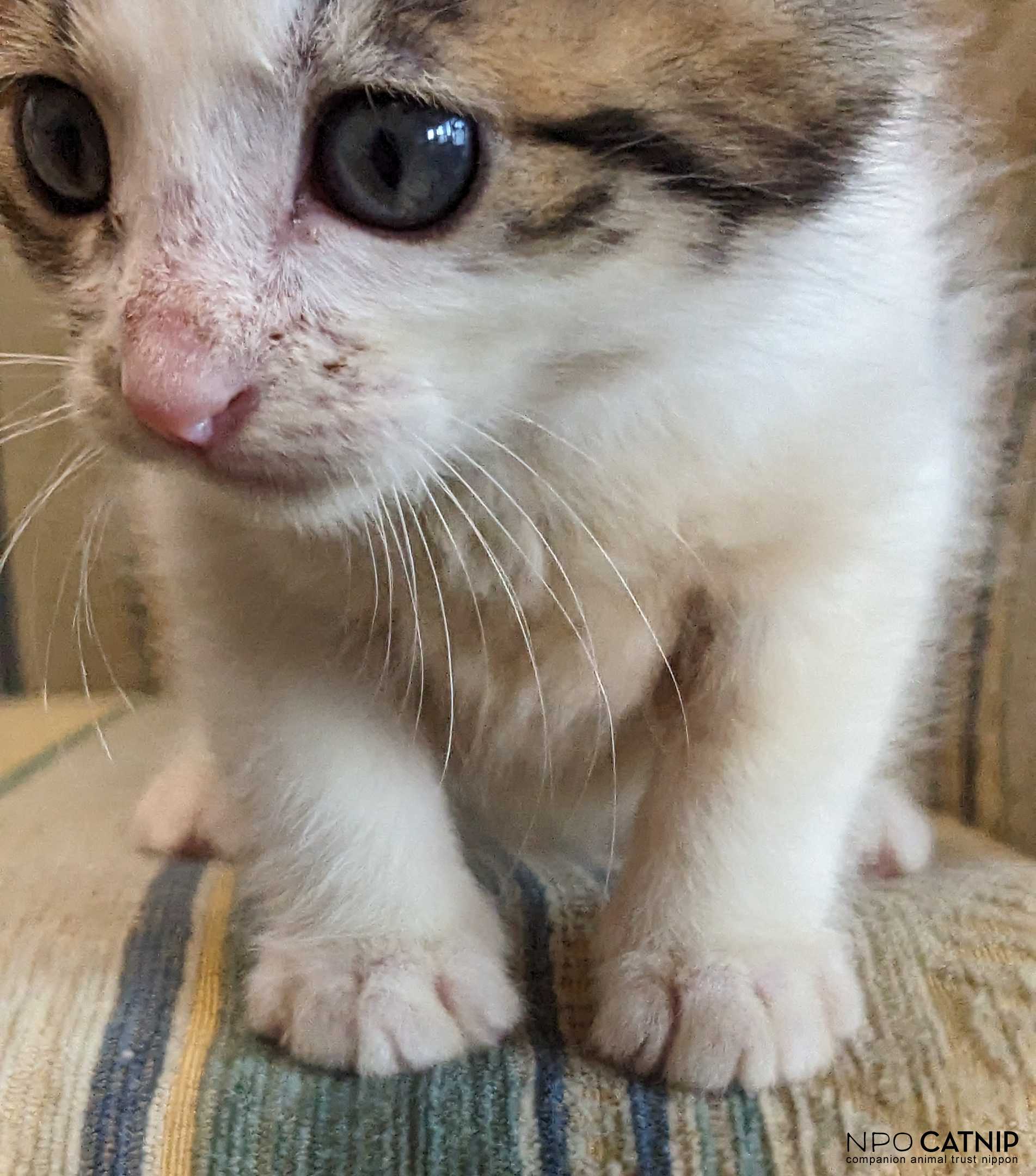 npo catnip : Lentil